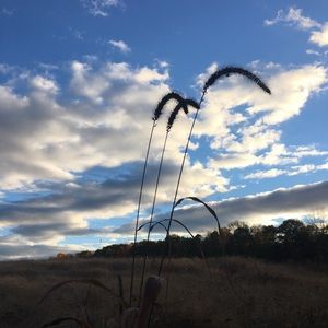 Meet your Posher, Ava